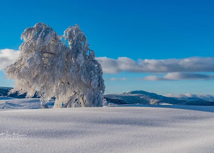 Schwarzwaldhaus - Schwarzwaldtanne, St Blasien - Апартаменты